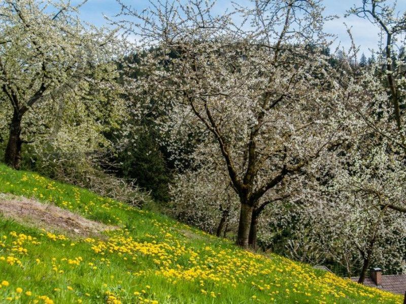 Ferienwohnung Schneckenhus Lautenbach Dış mekan fotoğraf